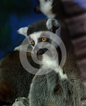 Lemur portrait in wildlife park run. UK.