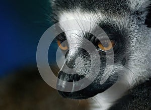 Lemur portrait in wildlife park run. UK.