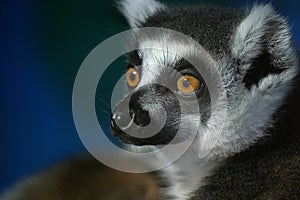 Lemur portrait in wildlife park run. UK.