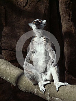 Lemur praying