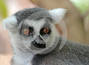 Lemur