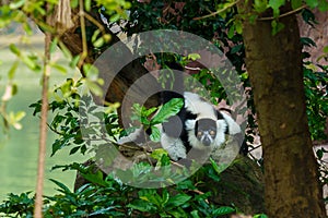 Lemur,ring-tailed lemur lemur catta,Animal,Wildlife.