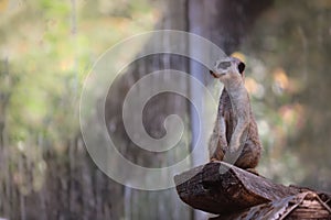 Lemur at Safari Ramat Gan, Israel