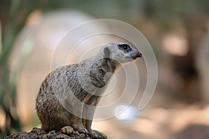 Lemur at Safari Ramat Gan, Israel