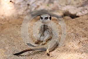 Lemur at Safari Ramat Gan, Israel