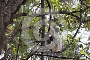 Lemur Sifaca. Tsingy de Bemaraha Nature Park.