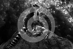 A Lemur sitting alone on top of a rock