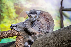 Lemur sitting on a rock