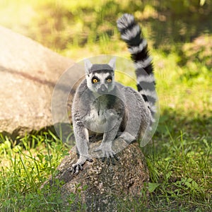Lemur sitting on the rock
