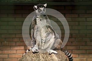 A lemur sitting on a stone in a dendrological park in Georgia