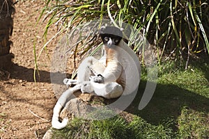 Lemur sitting in the sun