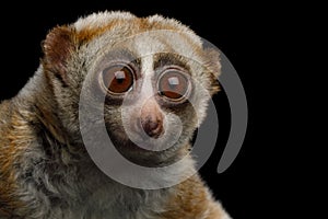 Lemur Slow Loris
