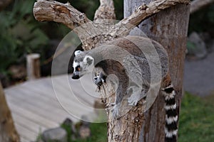 Lemur small funny animal mammal Africa