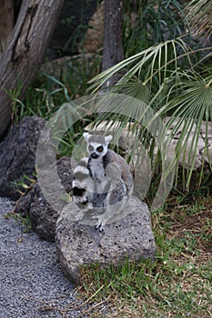 Lemur small funny animal mammal Africa