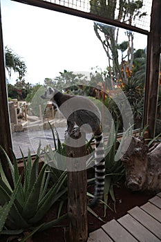 Lemur small funny animal mammal Africa