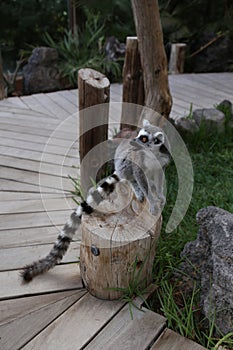 Lemur small funny animal mammal Africa