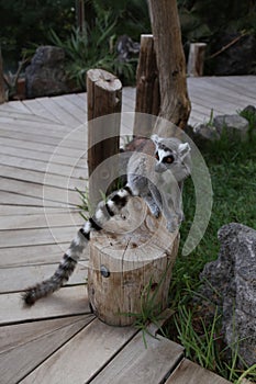 Lemur small funny animal mammal Africa