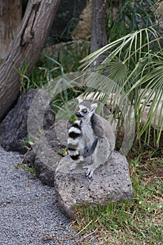 Lemur small funny animal mammal Africa