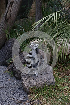 Lemur small funny animal mammal Africa