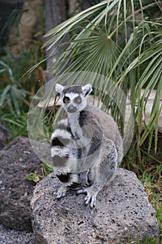 Lemur small funny animal mammal Africa