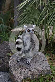 Lemur small funny animal mammal Africa Madagascar