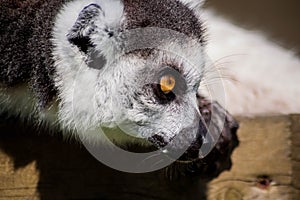 A Lemur stalking