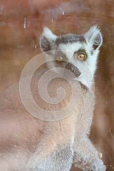 Lemur with a stern and scary look, a primate at the zoo.