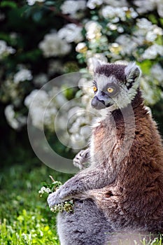 Lemur suitor with flowers photo