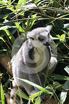 Lemur in sun