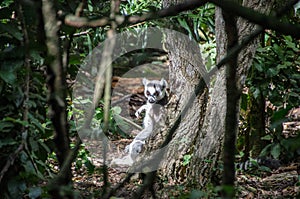 Lemur in the Sun