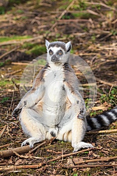 A lemur is sunbathing