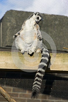 Lemur sunbathing