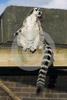 Lemur sunbathing