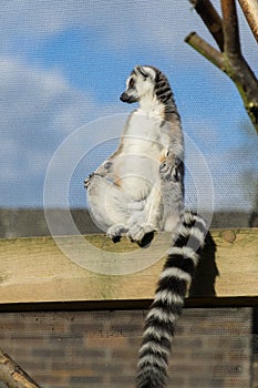 Lemur sunbathing