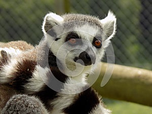 Lemur