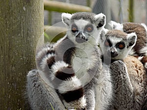 Lemur