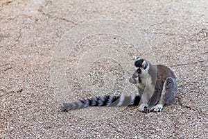Lemur teenager, Ring-tailed Lemur