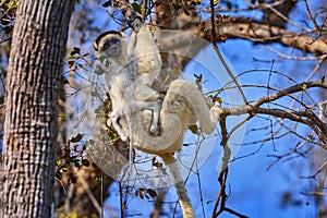 Lemur on tree, forest. Wildlife Madagascar, Verreauxs Sifaka, Propithecus verreauxi, monkey head detail in Kirindy Forest,