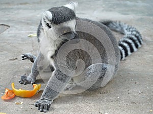 Lemur.Ukraina. Kiev photo