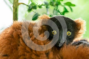 Lemur Vari Roux in the forest