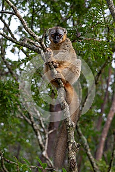 A lemur watches visitors from the branch of a tree