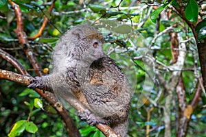 A lemur watches visitors from the branch of a tree