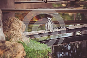 Lemur in the wild staring at something