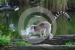 Lemur at Zoo