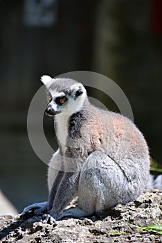 Lemur Zoo Hellabrunn Salzburg