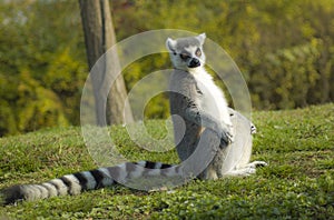 Lemure dalla coda ad anelli o lemure catta o katta | Lemur catta