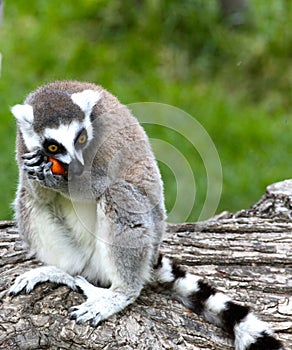 Lemure goloso photo