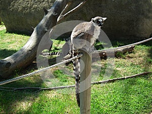 lemure in natura sopra un tronco