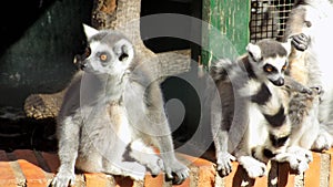 Lemures in-Andalusia-Spain