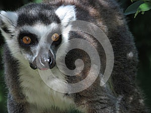 Lemures photo